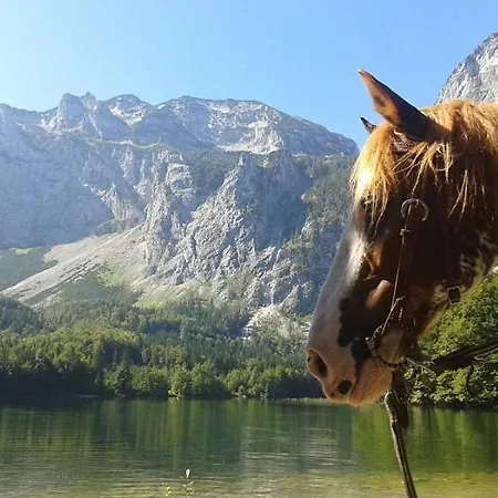 Hochsteinalm Traunkirchen